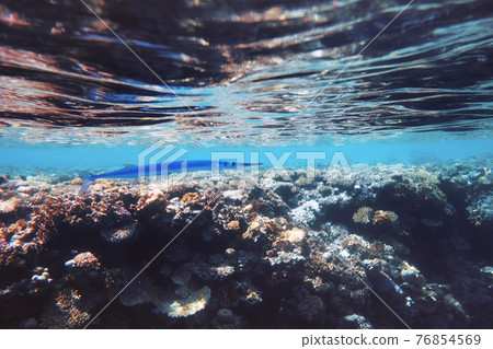 Lonely needlefish hunting on a coral reef 76854569