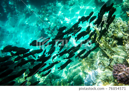 School of black tropical fish on a coral reef 76854571