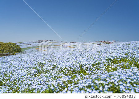 日立海濱公園三原山Nemophila花田 日立海濱公園三原山Nemophila花田 76854838