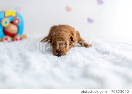 Puppy toy poodle 76855040