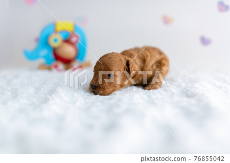 Puppy toy poodle 76855042