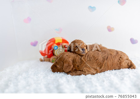 小狗玩具貴賓犬 76855043