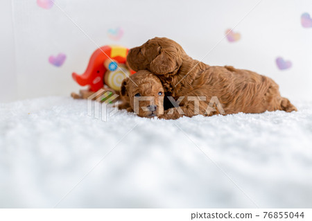 Puppy toy poodle 76855044