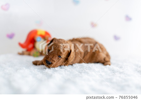 Puppy toy poodle 76855046