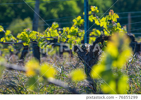 New bug and leaves sprouting at the beginning of spring on a trellised vine growing in bordeaux New bug and leaves sprouting at the beginning of spring on a trellised vine growing in bordeaux 76855299