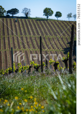 New bug and leaves sprouting at the beginning of spring on a trellised vine growing in bordeaux New bug and leaves sprouting at the beginning of spring on a trellised vine growing in bordeaux 76855352
