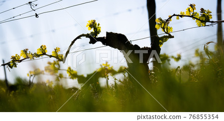 New bug and leaves sprouting at the beginning of spring on a trellised vine growing in bordeaux New bug and leaves sprouting at the beginning of spring on a trellised vine growing in bordeaux 76855354