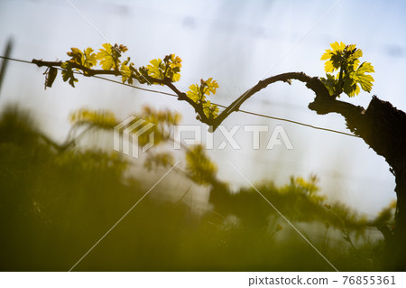 New bug and leaves sprouting at the beginning of spring on a trellised vine growing in bordeaux New bug and leaves sprouting at the beginning of spring on a trellised vine growing in bordeaux 76855361