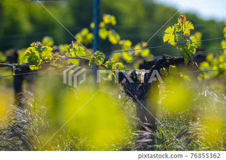New bug and leaves sprouting at the beginning of spring on a trellised vine growing in bordeaux New bug and leaves sprouting at the beginning of spring on a trellised vine growing in bordeaux 76855362