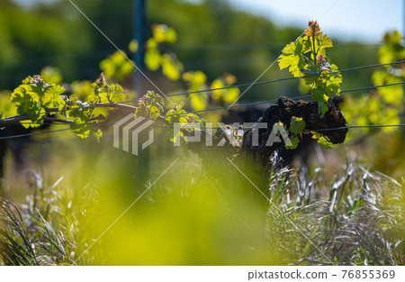 New bug and leaves sprouting at the beginning of spring on a trellised vine growing in bordeaux New bug and leaves sprouting at the beginning of spring on a trellised vine growing in bordeaux 76855369