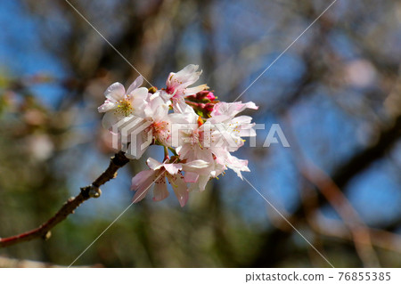 Flowering of October cherry blossoms up Flowering of October cherry blossoms up 76855385