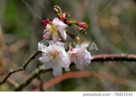 October cherry blossoms bloom against the backdrop of the trees in the green botanical garden October cherry blossoms bloom against the backdrop of the trees in the green botanical garden 76855542