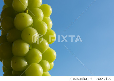 藍天前的葡萄（Shine Muscat） 76857190