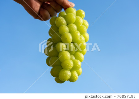 Drops of grapes over the blue sky (Shine Muscat) Men's hands Drops of grapes over the blue sky (Shine Muscat) Men's hands 76857195