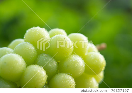 Green grape drops (Shine Muscat) Green grape drops (Shine Muscat) 76857197