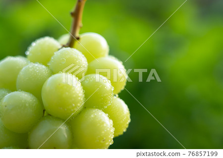 Green grape drops (Shine Muscat) 76857199
