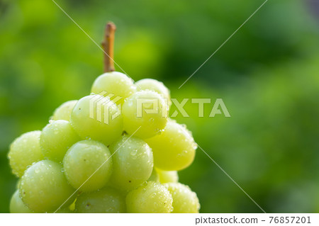 Green grape drops (Shine Muscat) 76857201