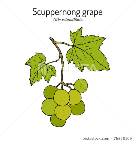 Scuppernong grape, Vitis rotundifolia, branch with leaves and fruit Scuppernong grape, Vitis rotundifolia, branch with leaves and fruit 76858169
