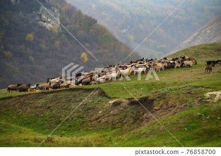 Hills landscape with grazing sheeps flock, Moldova 76858700