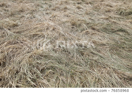 Full frame shot of straw 76858968