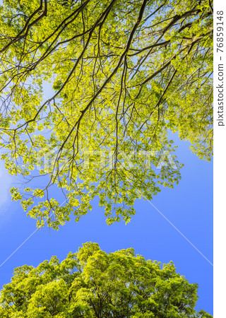 Fresh green image tree and green copy space green leaves refreshing Fresh green image tree and green copy space green leaves refreshing 76859148