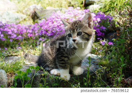 Cute stray kittens play innocently Cute stray kittens play innocently 76859612