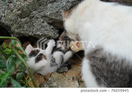 Cute kittens of stray cats about a month and a half after birth play with each other cheerfully Cute kittens of stray cats about a month and a half after birth play with each other cheerfully 76859945