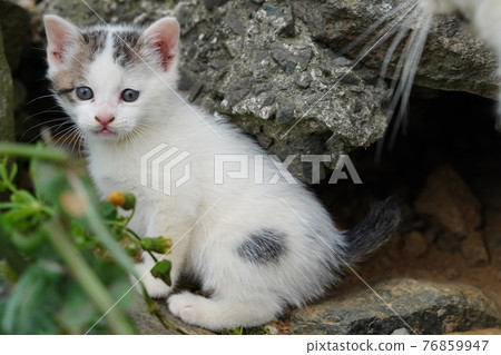 Cute kittens of stray cats about a month and a half after birth play with each other cheerfully 76859947