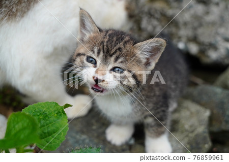Cute kittens of stray cats about a month and a half after birth play with each other cheerfully Cute kittens of stray cats about a month and a half after birth play with each other cheerfully 76859961