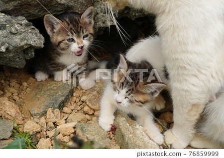 Cute kittens of stray cats about a month and a half after birth play with each other cheerfully 76859999