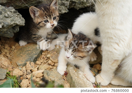 Cute kittens of stray cats about a month and a half after birth play with each other cheerfully Cute kittens of stray cats about a month and a half after birth play with each other cheerfully 76860000