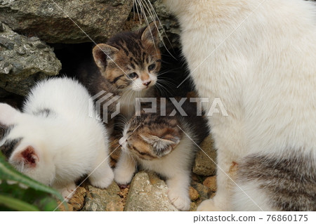Cute kittens about a month old play with each other cheerfully Cute kittens about a month old play with each other cheerfully 76860175