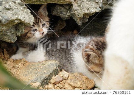 大約一個月大的可愛小貓開心地玩耍 76860191