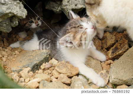 大約一個月大的可愛小貓開心地玩耍 76860192