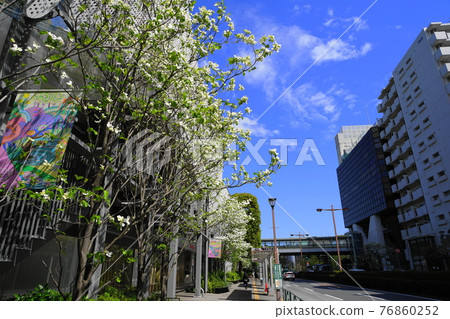 April Setagaya 883 A row of dogwood trees in front of Futakotamagawa Station April Setagaya 883 A row of dogwood trees in front of Futakotamagawa Station 76860252