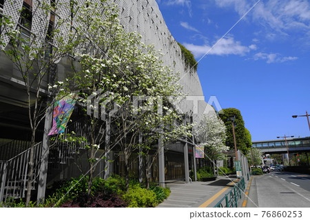 April Setagaya 882 A row of dogwood trees in front of Futakotamagawa Station April Setagaya 882 A row of dogwood trees in front of Futakotamagawa Station 76860253