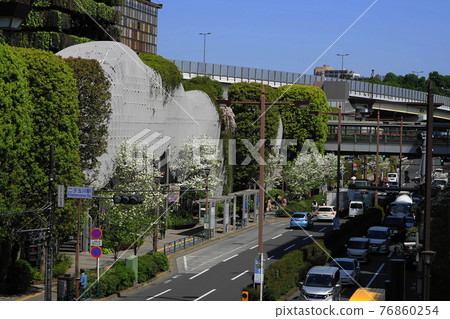 四月世田谷 881 二子玉川站前的一排山茱萸 76860254