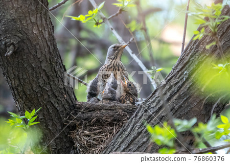Thrush fieldfare, Turdus pilaris, in a nest with chicks 76860376