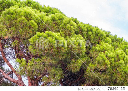 Green pine tree with long needles on a background of cloudy sky. Freshness, nature, concept. Pinus pinea 76860415