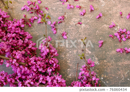 Marble pattern background flower Cercis chinensis flower Marble pattern background flower Cercis chinensis flower 76860434