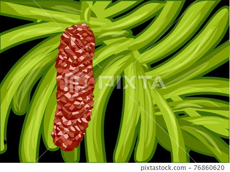 Wollemi Pine Wollemi Pine 76860620