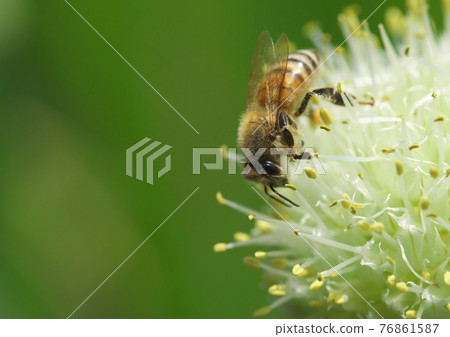 Bees that came to the leek shaved Bees that came to the leek shaved 76861587