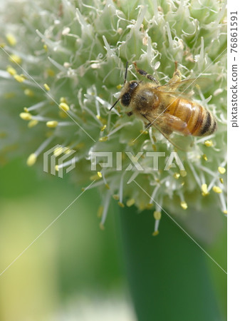 來到韭菜的蜜蜂剃光了 76861591