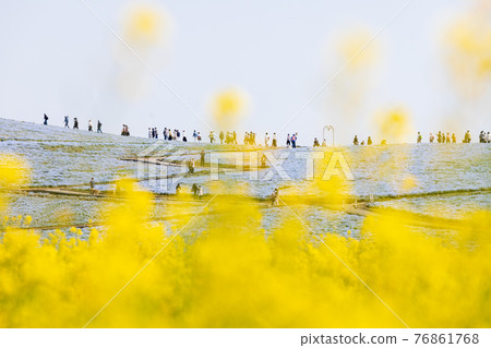Nemophila hill over the rape field, bokeh in front of rape blossoms Nemophila hill over the rape field, bokeh in front of rape blossoms 76861768