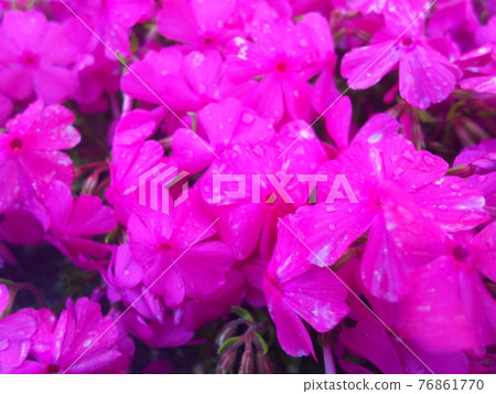 Pink flowers 76861770
