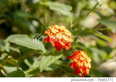 Petals of Lantana Kamala [Shichihenge] 76861771