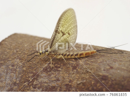 假餌模特陽炎的同伴 76861835