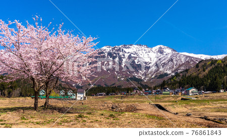 Sakura and Mt. Hakkai 2 76861843