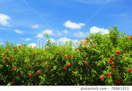 沖繩的藍天和紅芙蓉 76861853