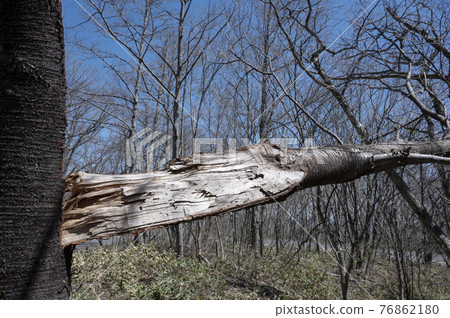 山中一棵大斷樹 76862180